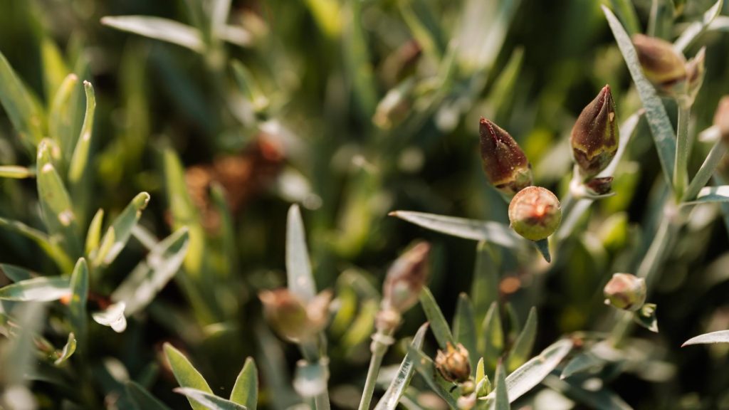 gemmothérapie bourgeon